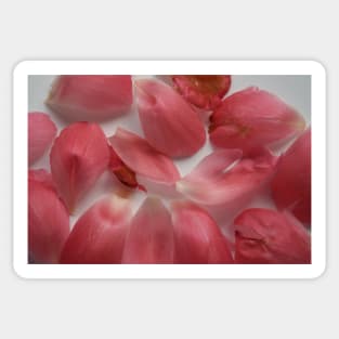 Peony petals Sticker